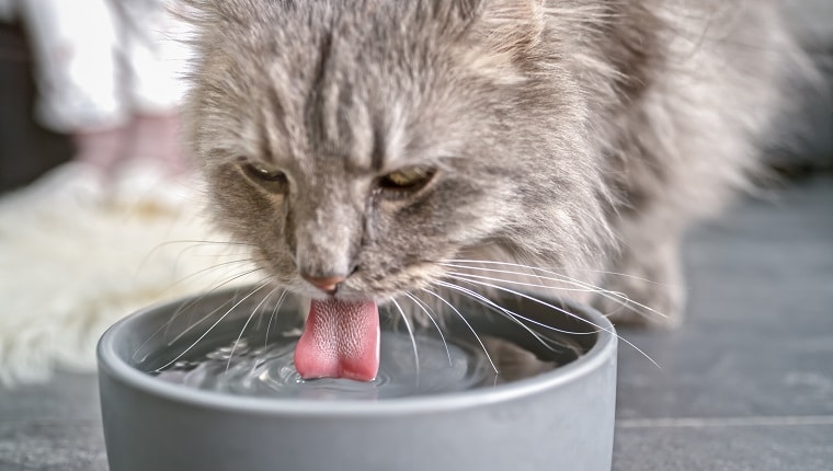 Diabetes Insipidus in Cats: Symptoms and Solutions