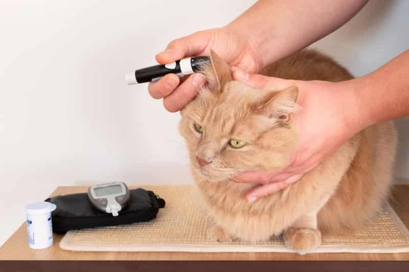 Diabetic Cat Diarrhea: Causes and Effective Solutions