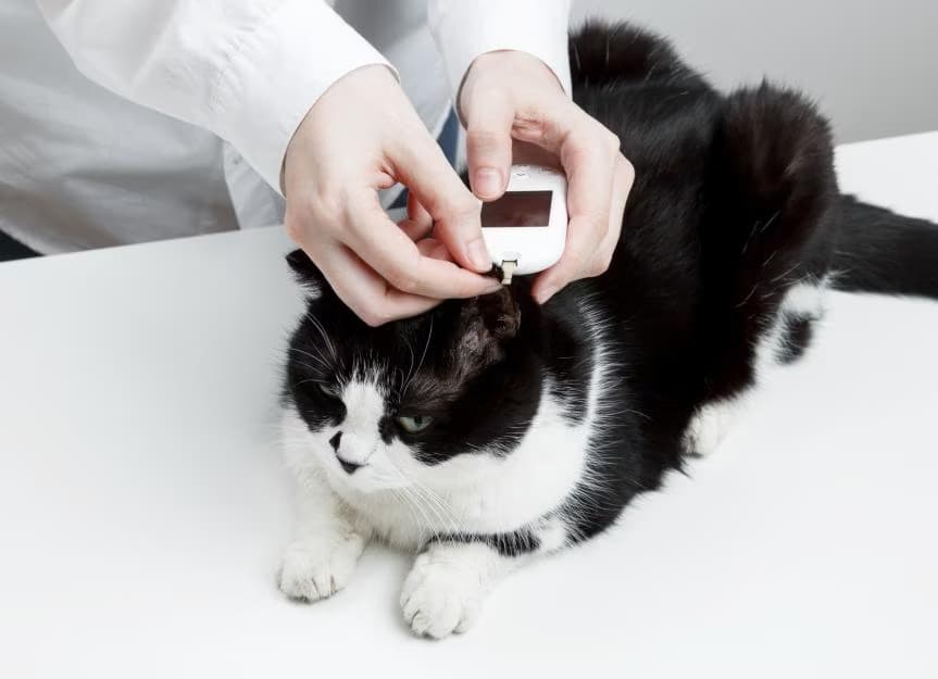 Insulin Resistance in Cats: Causes and Management Tips