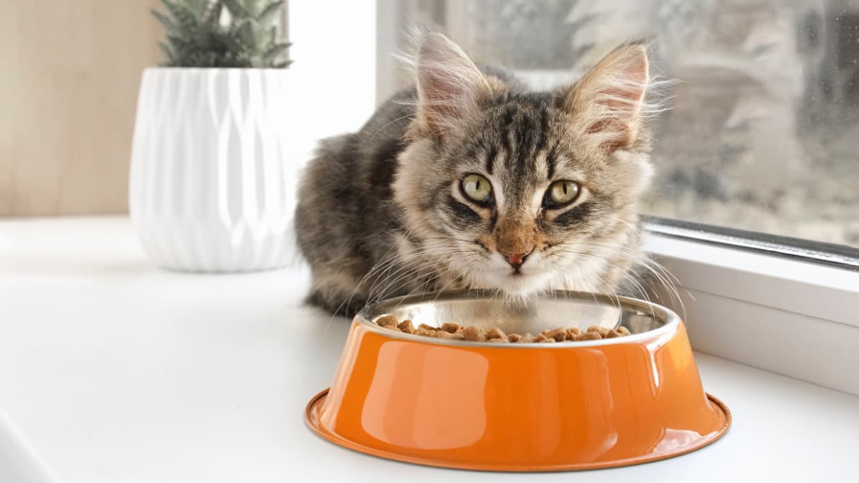 Why is My Cat Obsessed With Food? Unveiling Feline Secrets