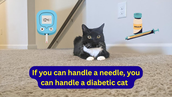 Feline Diabetes 101: Essential Guide for Pet Parents 3 image 1