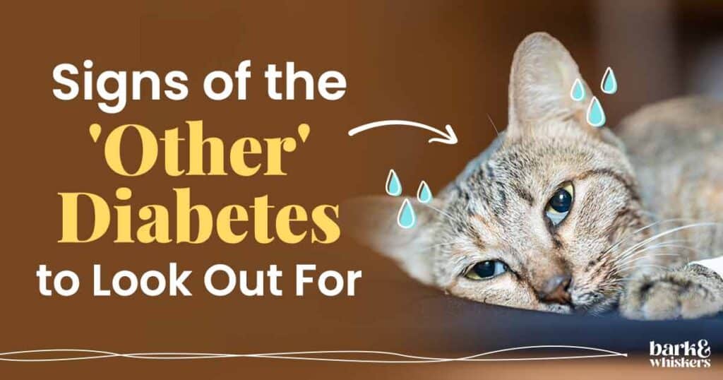 Diabetes Insipidus in Cats: Symptoms and Solutions 2 Diabetes Insipidus in Cats: Symptoms and Solutions