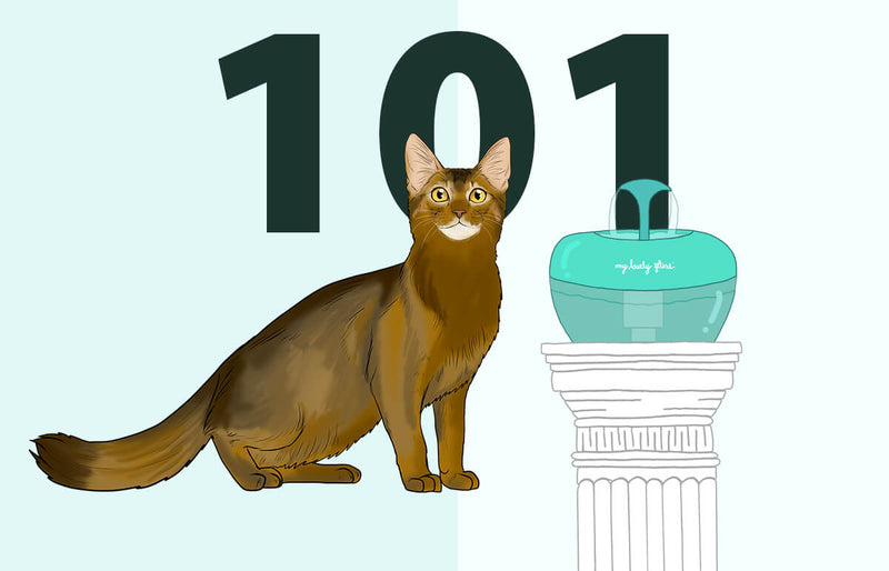 Feline Diabetes 101: Essential Guide for Pet Parents 2 image