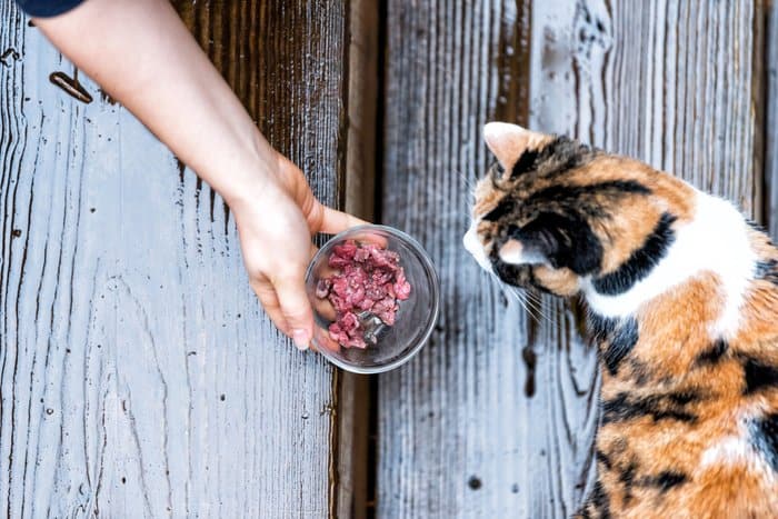 What to Feed a Cat With Diabetes: Best & Worst Foods 3 What to Feed a Cat With Diabetes: Best & Worst Foods