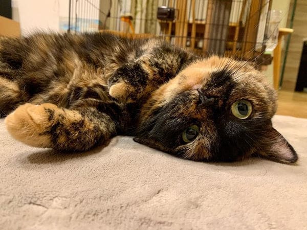 Can Cats Have Sugar? Discover Essential Health Insights 3 Can Cats Have Sugar? Discover Essential Health Insights