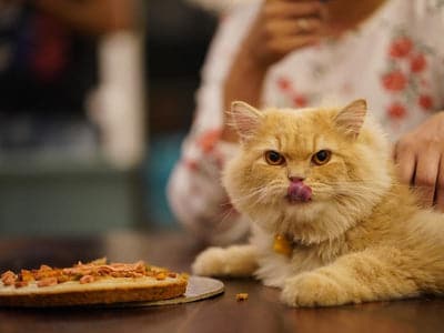 Can Cats Have Sugar? Discover Essential Health Insights 4 Can Cats Have Sugar? Discover Essential Health Insights